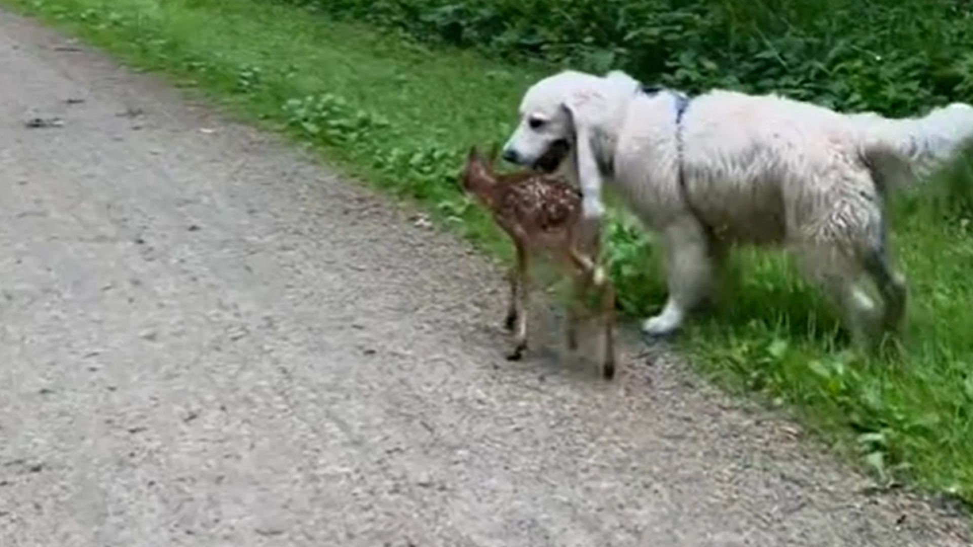 Golden retriever finner rådyr i skogen – da skjer det noe som ingen forventet