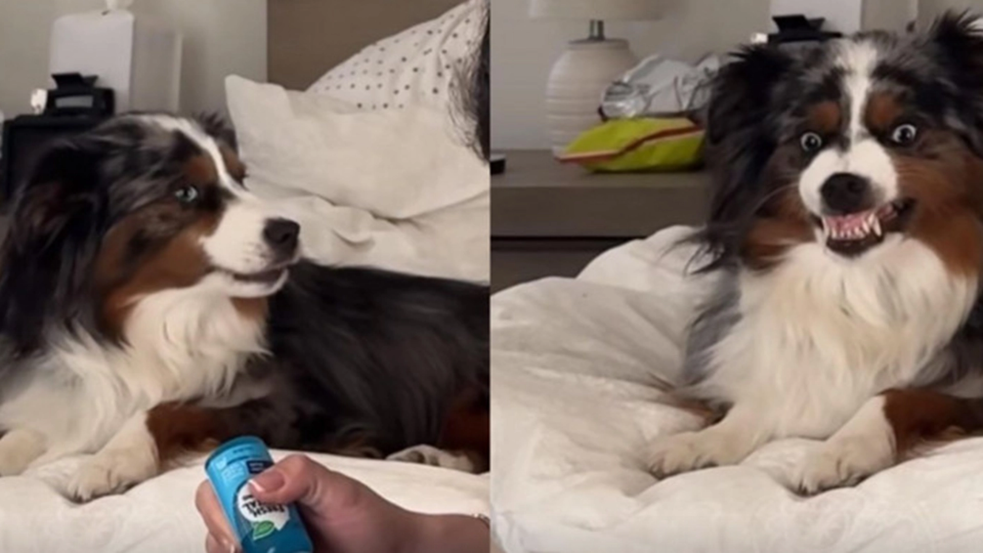 Hunden trenger å pusse tennene: Reaksjonen hans vil garantert få deg til å le