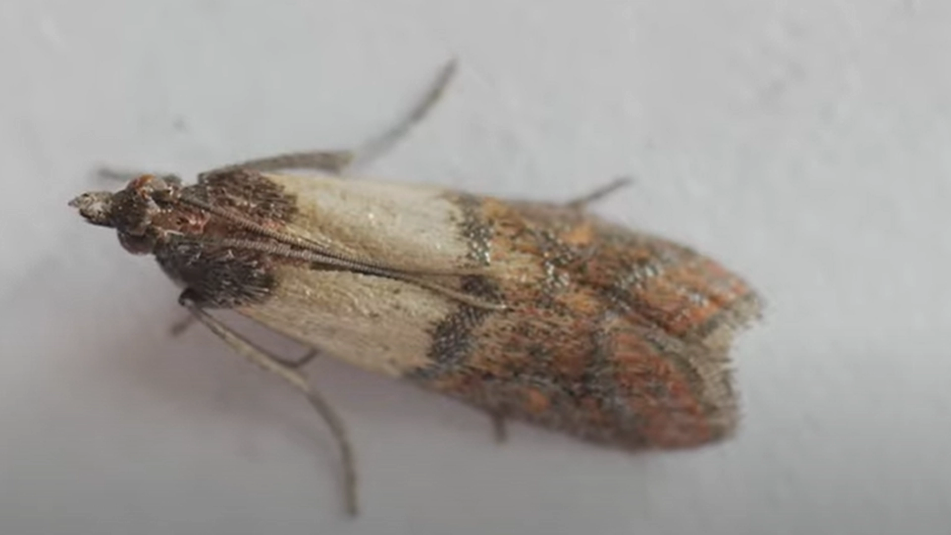 Slik holder du insekter borte fra hjem og hage: Kan gjøres på et blunk