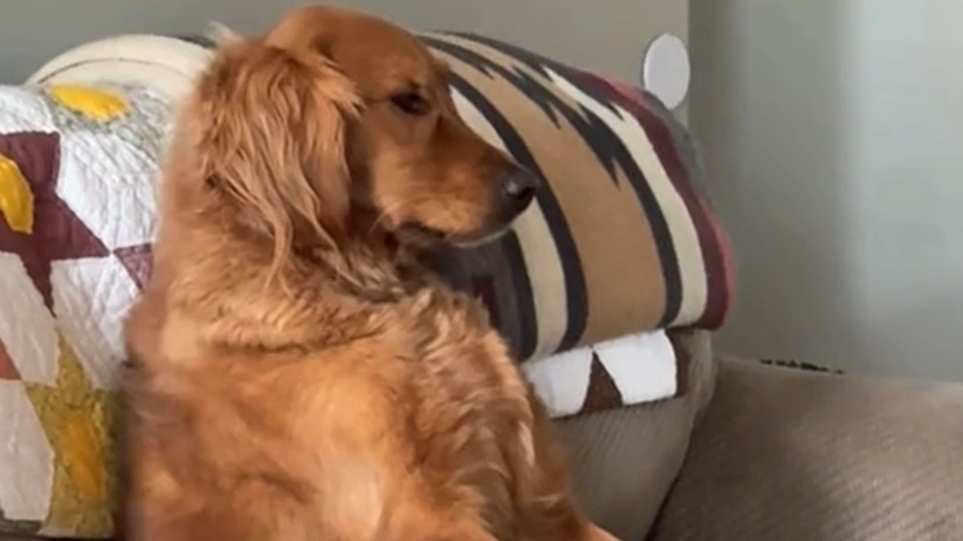 Se den virale videoen: Golden retriever oppfører seg som et menneske