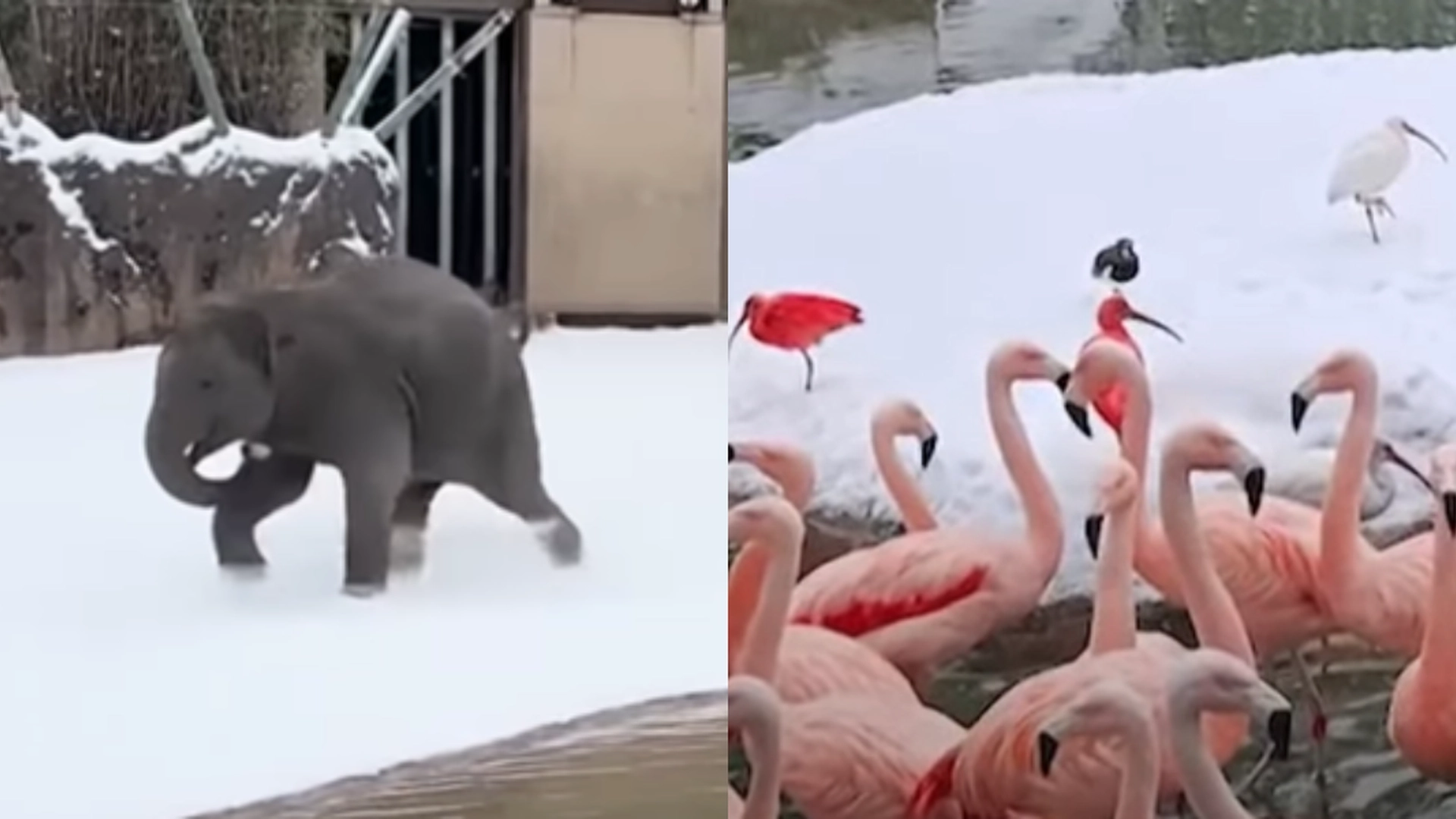 Søt video går viralt: Eksotiske dyr leker i snøen i dyrehagen