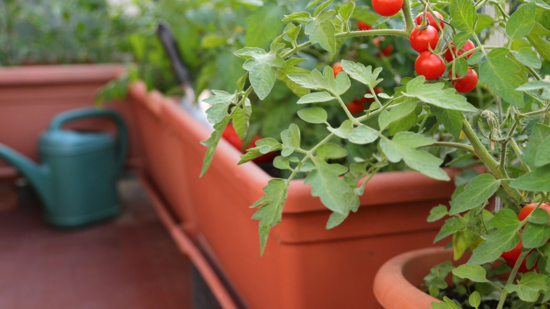 Prøv dette enkle trikset og få mange flere tomater ut av tomatplanten din