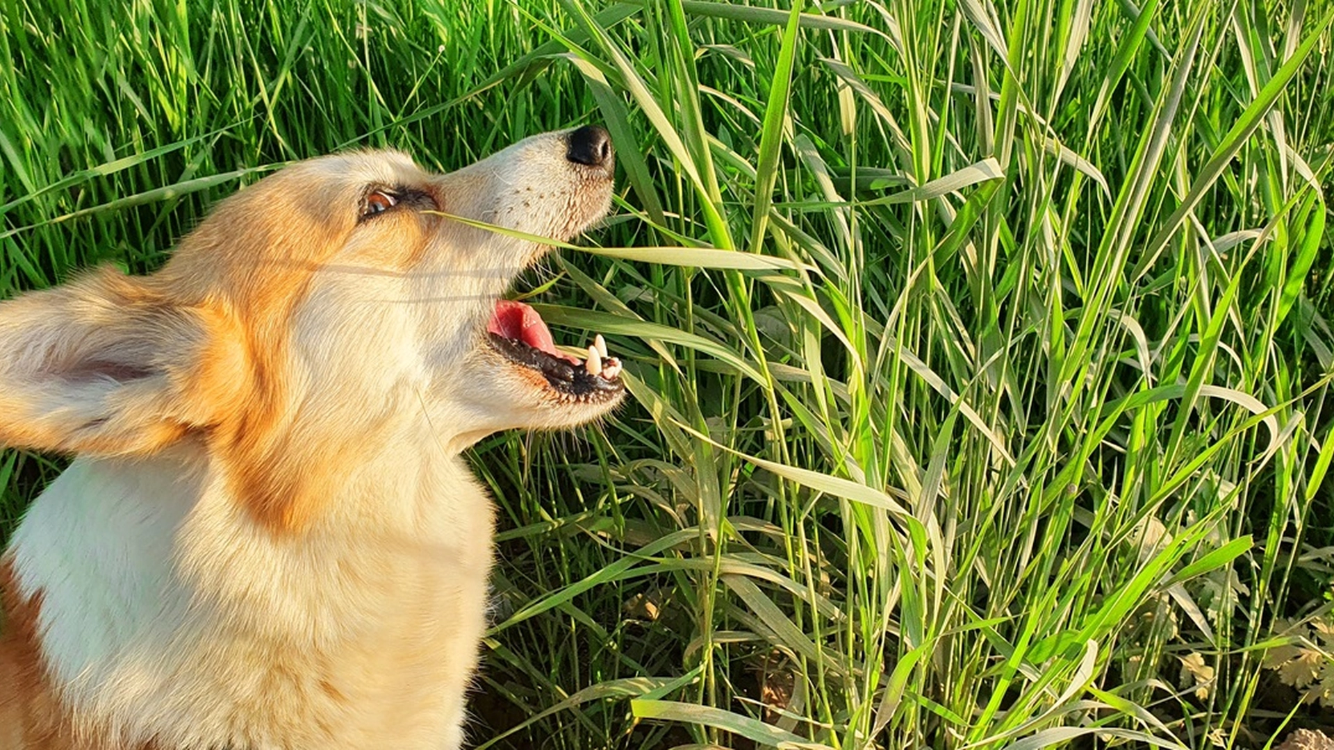 Har du også lurt på hvorfor hunden din spiser gress? Her er svaret