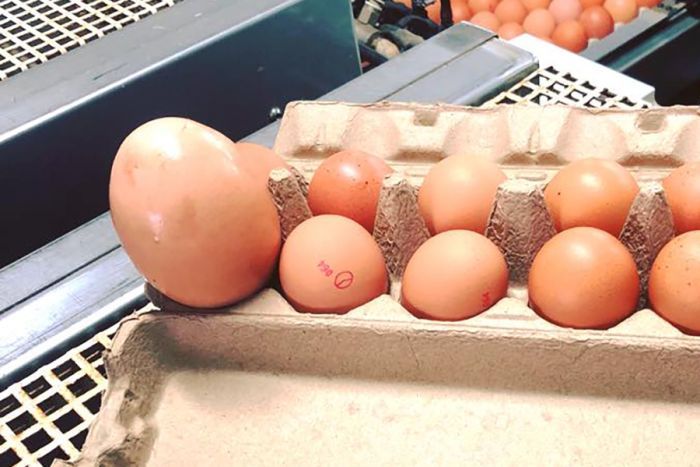 Mann fant kjempe-egg og ble helt sjokkert da han prøvde å slå hull på det
