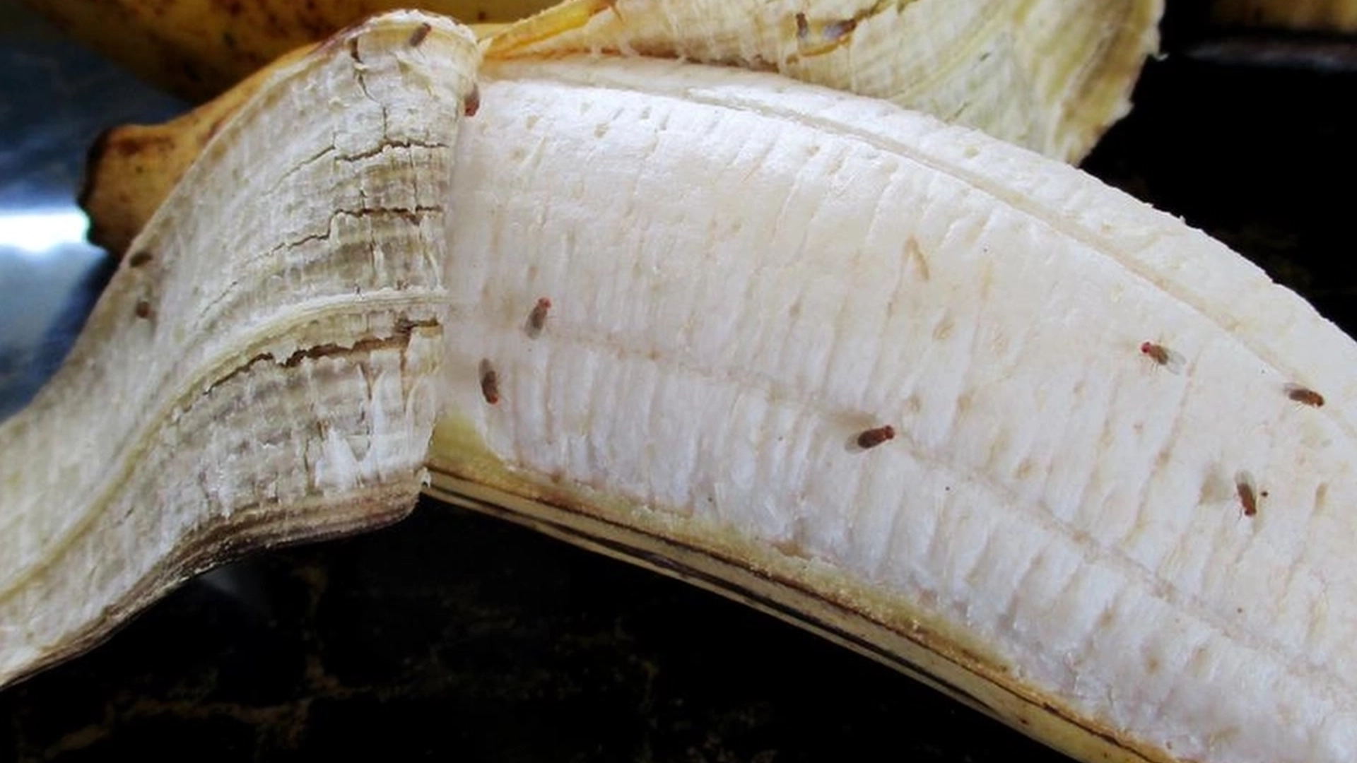 Lei av bananfluer på kjøkkenet? Mange vet ikke at dette bør rengjøres regelmessig