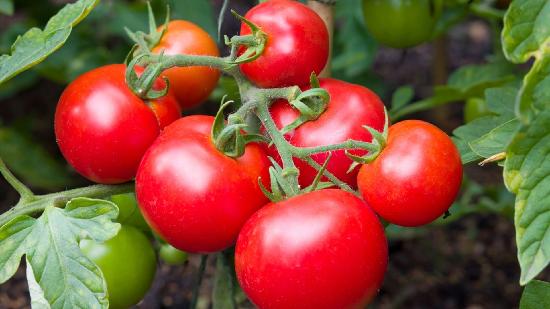 Gi tomatplantene dine et boost: Slik lager du en utmerket gjødsel