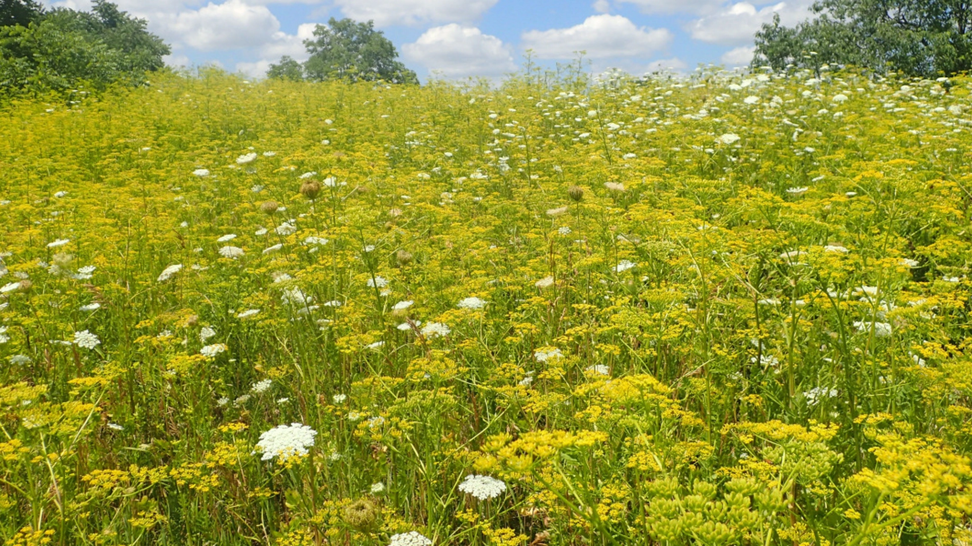 Den finnes nesten overalt i sommerlandskapet, men mange vet ikke hvor giftig planten er