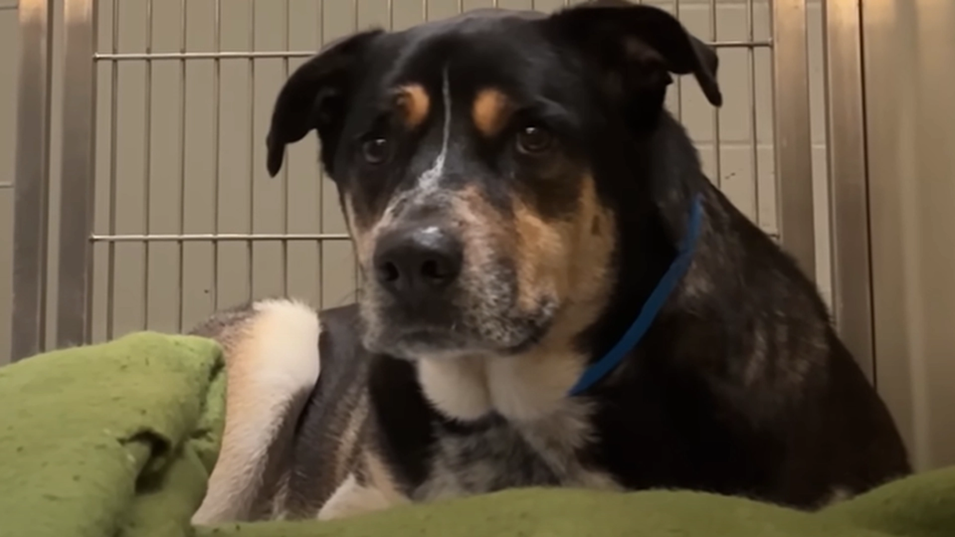 Hunden ventet trofast utenfor eierens inngangsdør i 2 uker: Sannheten er hjerteskjærende