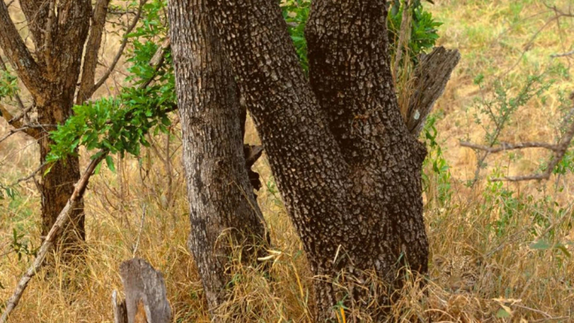 En leopard gjemmer seg i dette bildet: Du har 10/10 syn hvis du kan få øye på den