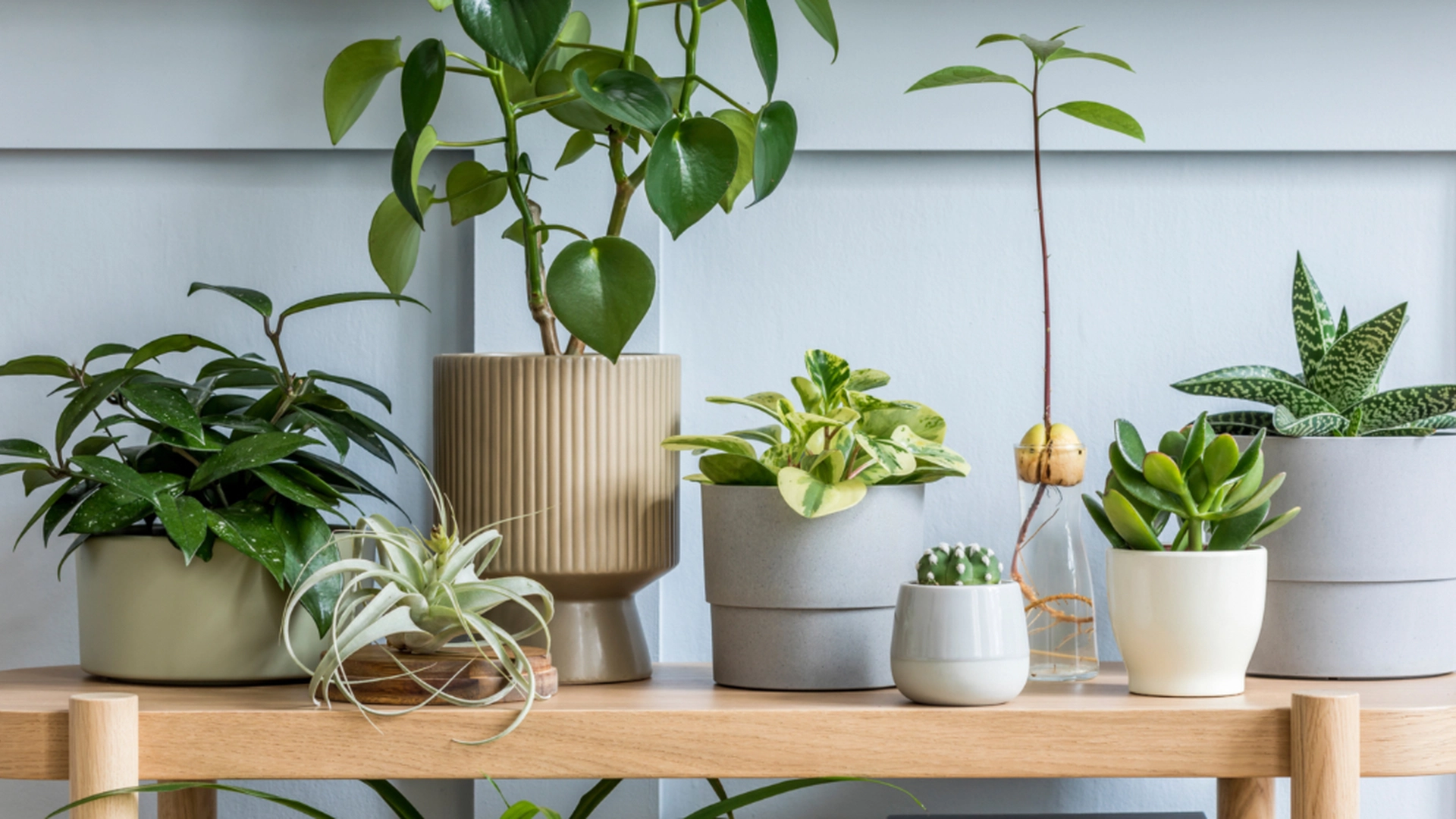 Legg til en liten mengde til plantene dine, og de vil blomstre på bare en uke