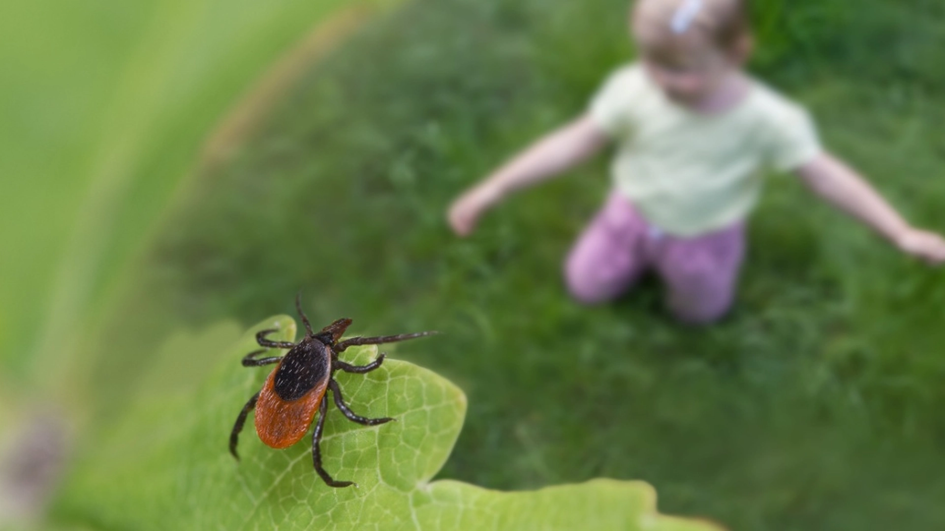 Plant disse 3 plantene nå og hold flått ute av hagen din i sommer