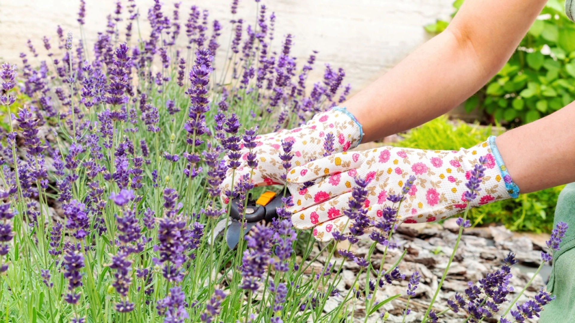 Du har plantet lavendel feil hele livet – her er det riktige stedet