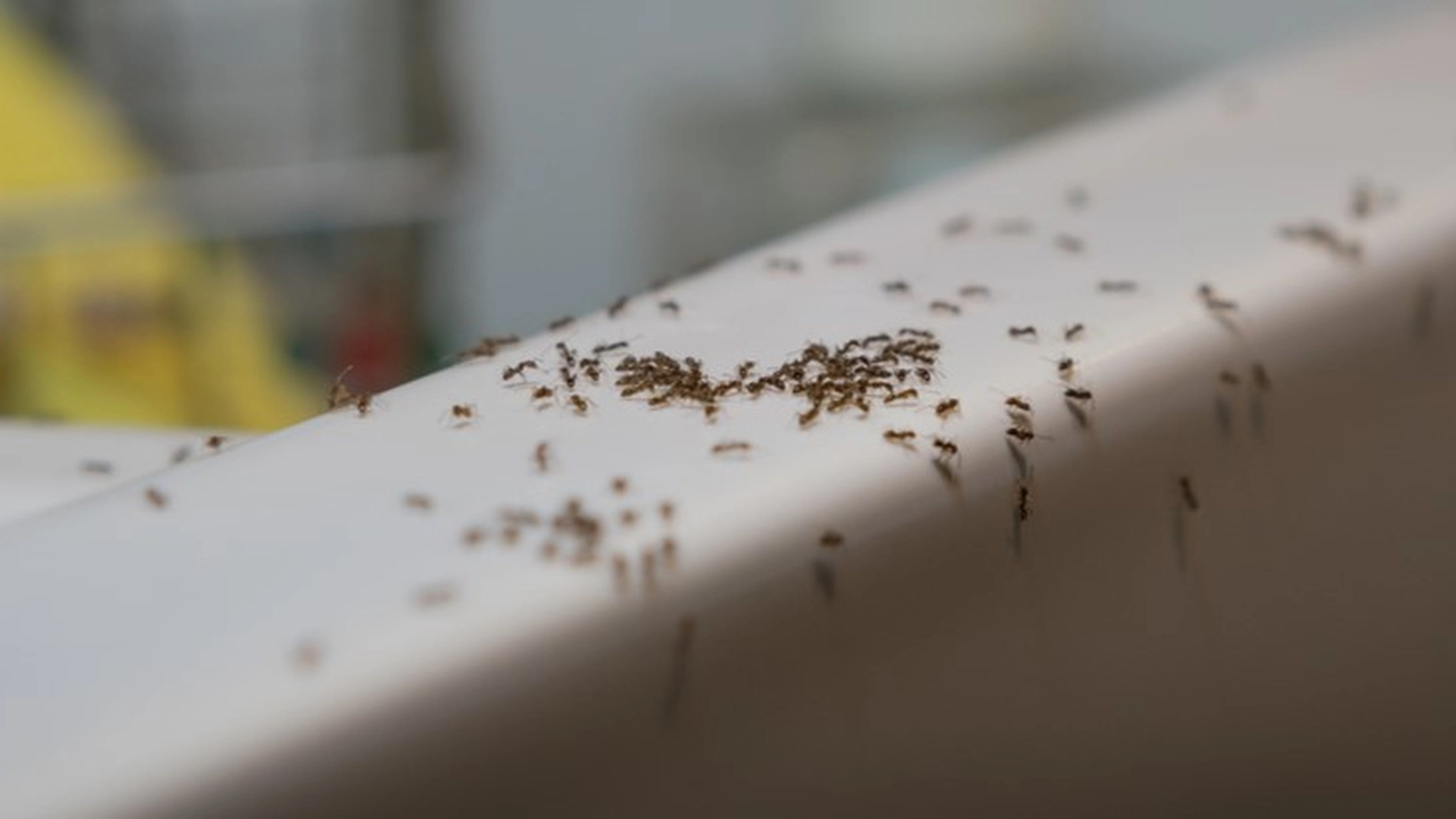 4 ting du bør gjøre for å unngå maur i hage og hjem