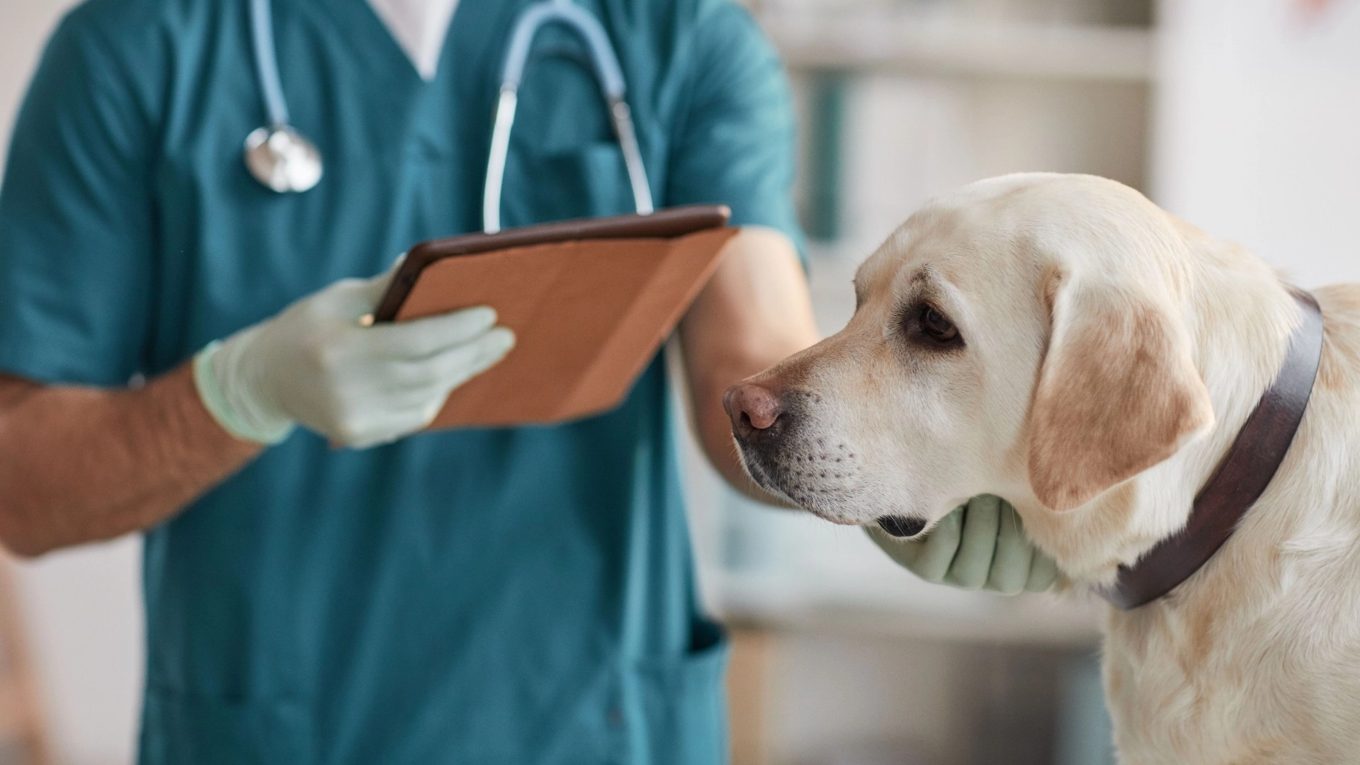 Veterinær advarer: Tegn på at hunden din lider av denne dødelige sykdommen