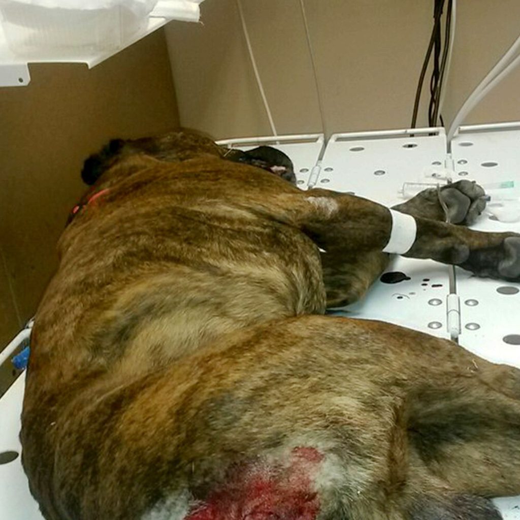Mann voldtok hunden sin midt i en park: Sjokkerte vitner har kidnappet dyret og vil ha mannen bak lås og slå