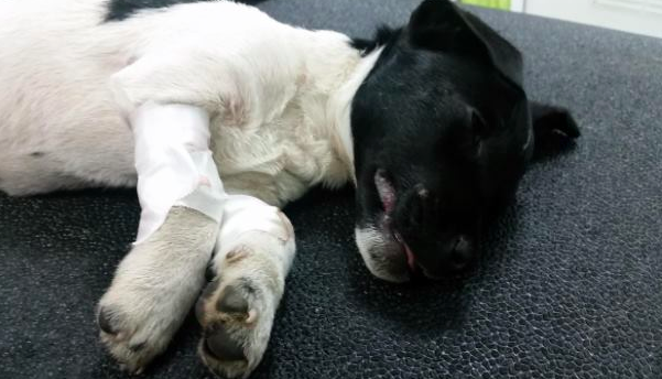 Ubegripelig: 8 uker gammel hundevalp dumpet hos dyrlege etter å ha blitt brukt som fotball