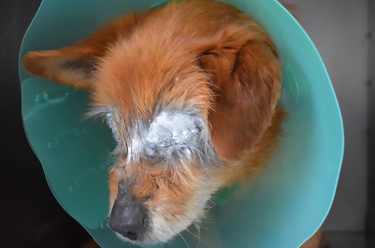 Hund funnet uten øyne: Gikk urolig rundt i skogen