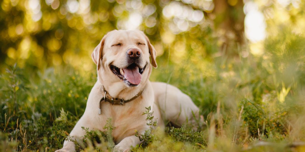 Veterinær slår alarm: Populært nikotinprodukt kan forgifte hunden din