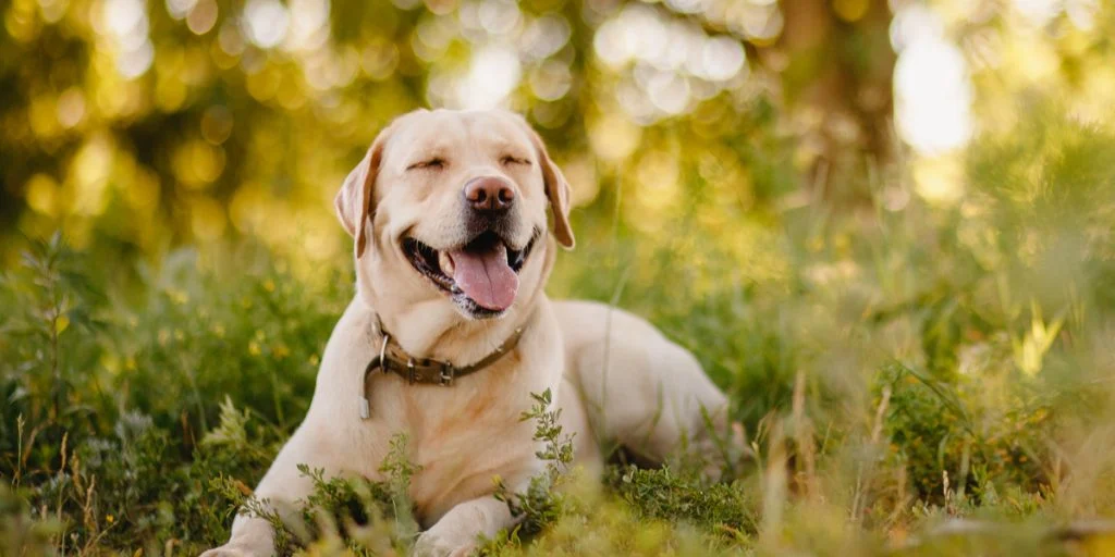 Veterinær slår alarm: Populært nikotinprodukt kan forgifte hunden din