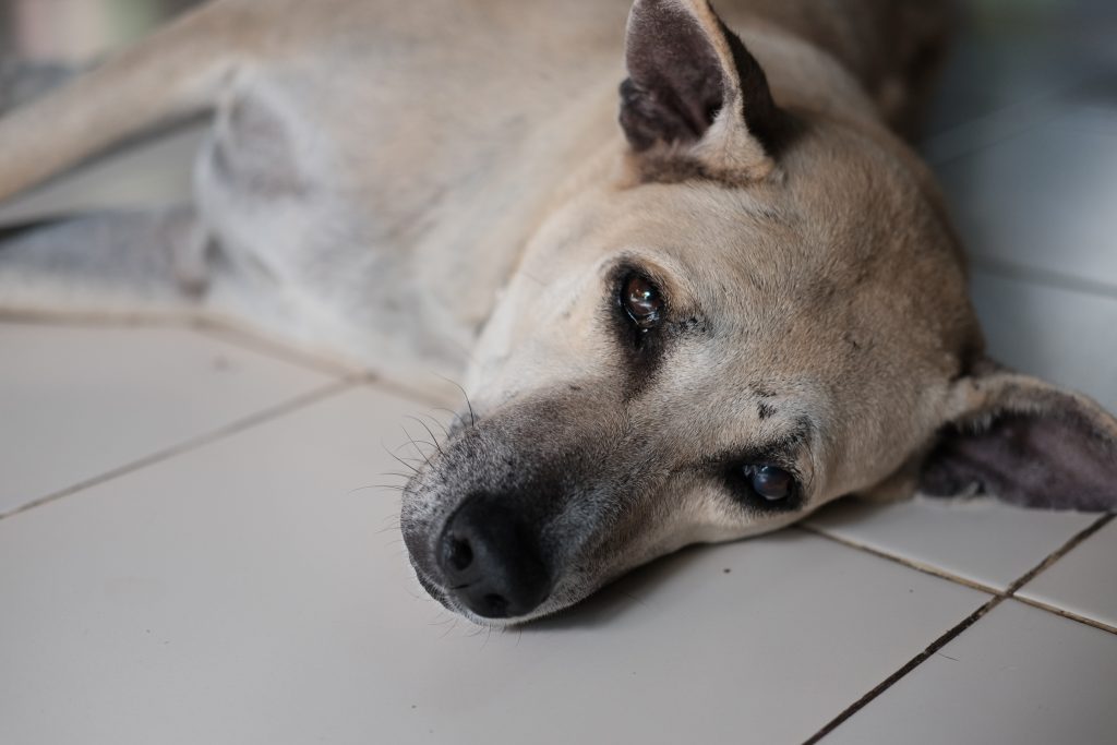 Ulykkelig hund forlatt på flyplass – nå er den død av sorg