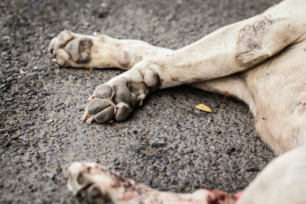 Hund måtte avlives etter påkjørsel: Bilene fortsatte å kjøre over den