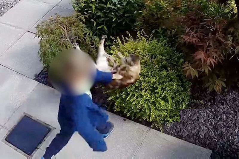 Gutt slår og sparker etter en katt – senere angriper den tilbake