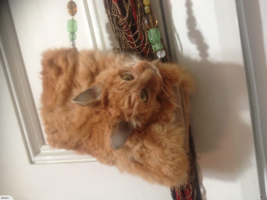 Håndveske laget av katt satt til salgs på nettet