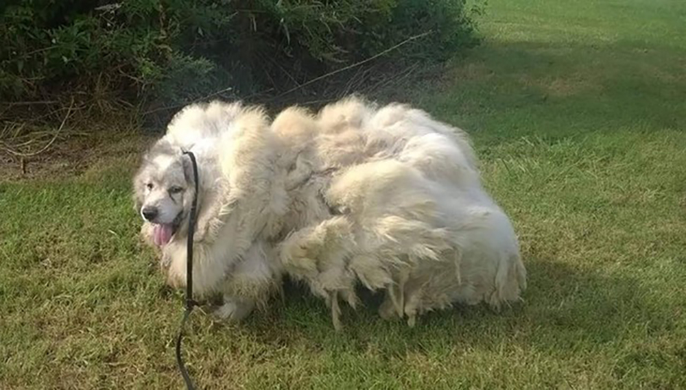 Hunden bodde innesperret i en låve i seks år: Har endelig blitt 15 kilo pels lettere