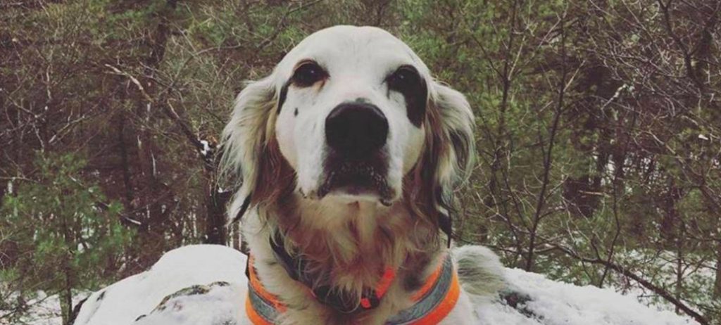 Hundelufter møtte vilt dyr på tur i skogen: Ble reddet av sin egen hund