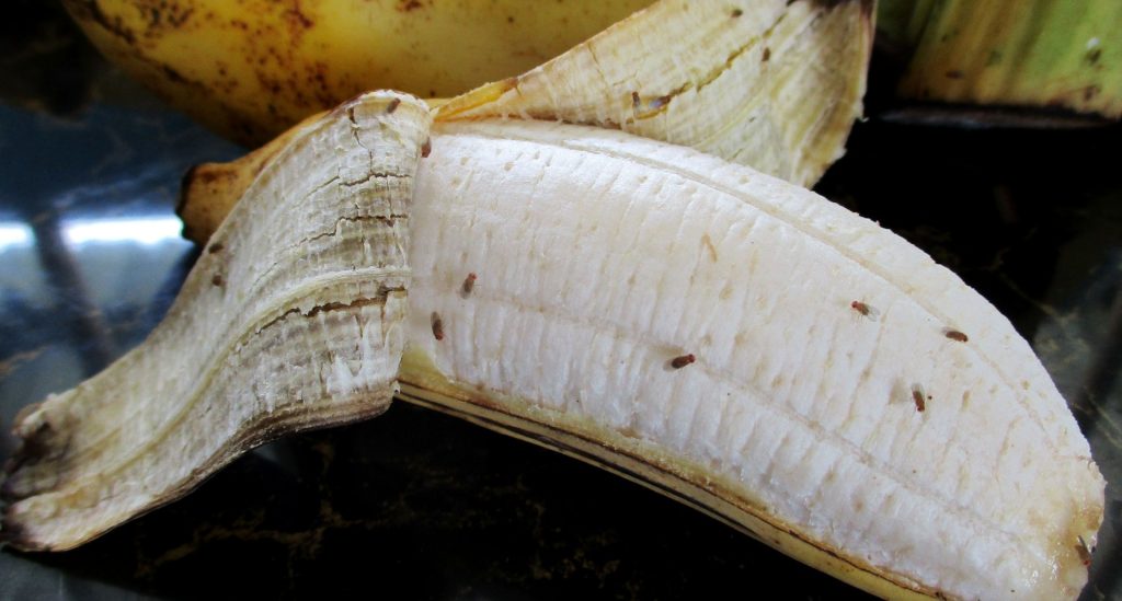 Rengjøringsekspert: Slik blir du kvitt bananfluer