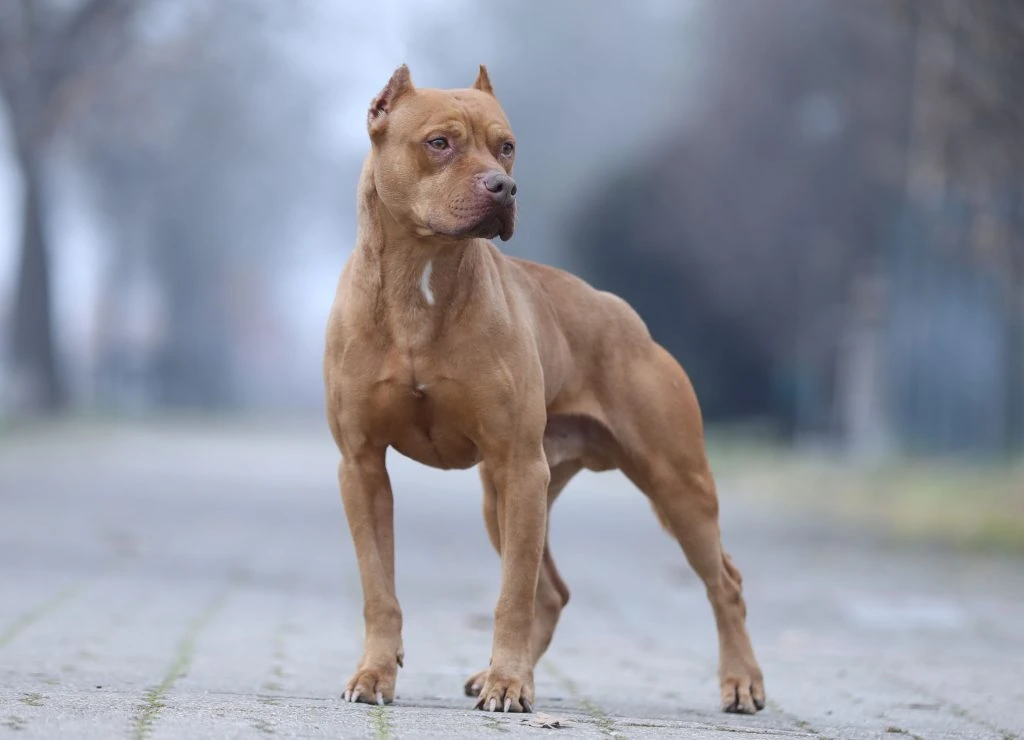 En kvinne ble angrepet av hunden sin: Dro henne rundt som en leke
