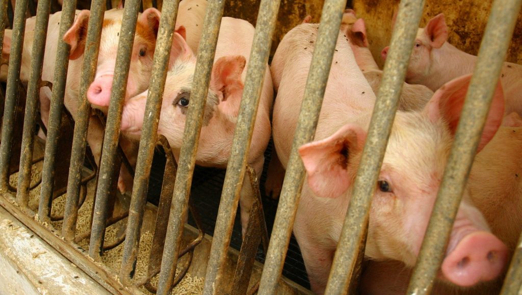 Mattilsynet melder regelbrudd: Brøt reglene for behandling av skadde og syke dyr