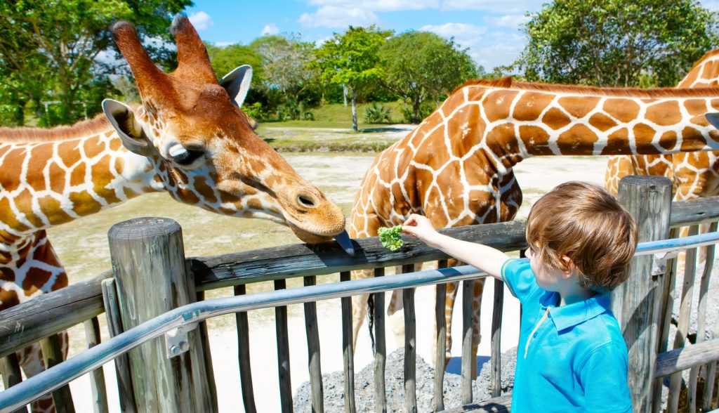 Hundrevis av dyr døde i brann i dyrepark