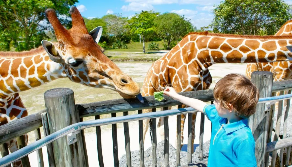 Hundrevis av dyr døde i brann i dyrepark
