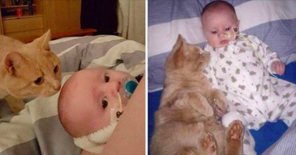 Familiens katt ville være nær den nyfødte babyen hele tiden – moren forstår hvorfor og drar straks på sykehuset