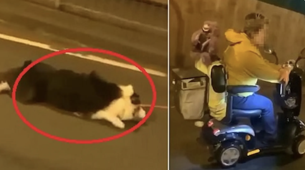 Grufull video: Kvinne drar hund etter scooter