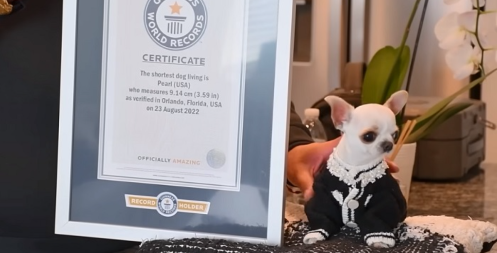 Verdens laveste hund måler bare litt over 9 centimeter – Ta en titt på bildene