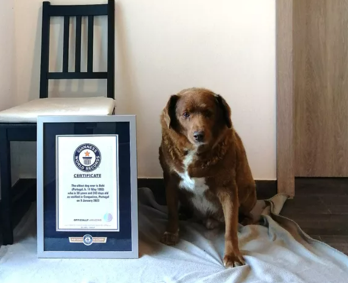 30 år gammel hund kåret til verdens eldste hund noensinne