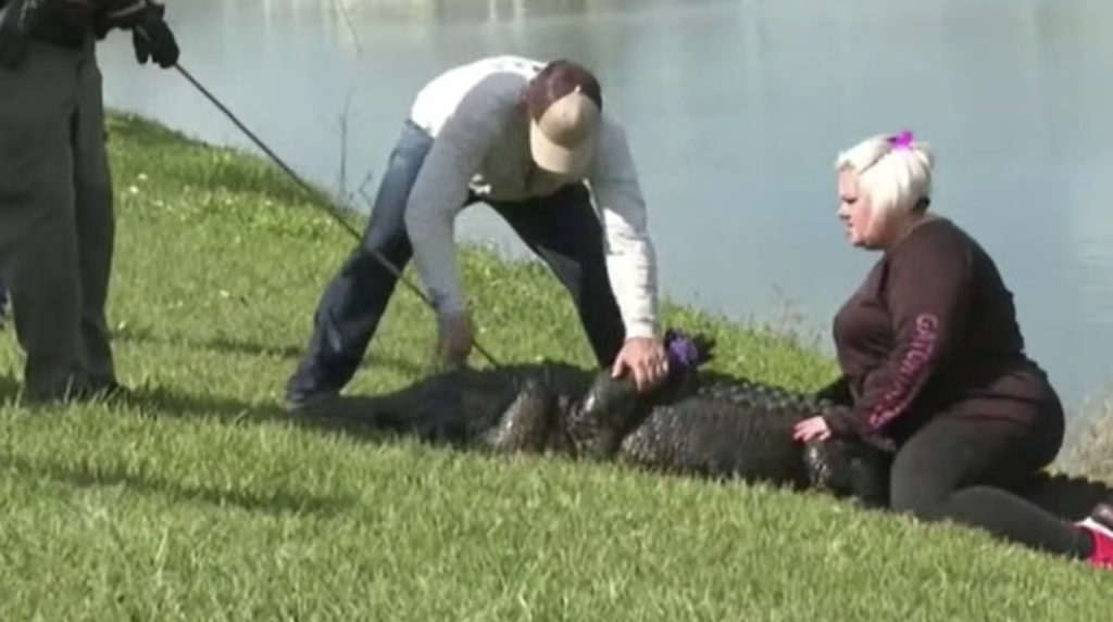 85 år gammel kvinne drept av alligator: Ville forsvare hunden sin
