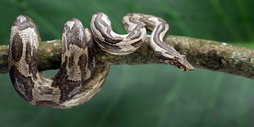 2-åring biter og dreper slange etter at den biter henne