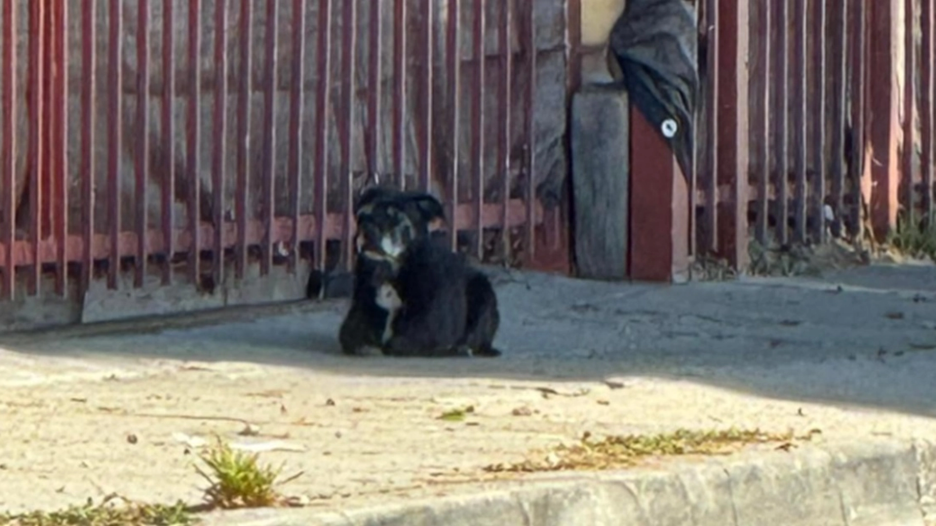 Hunden venter flere uker på familien sin: Så skjer det noe utrolig