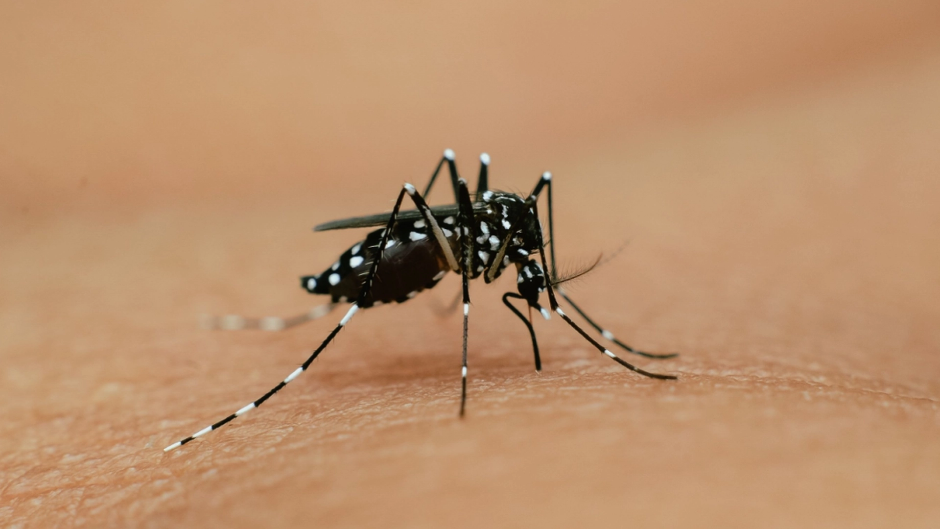 Tigermygg sprer seg i Spania: Kan infisere med denguefeber og zikavirus