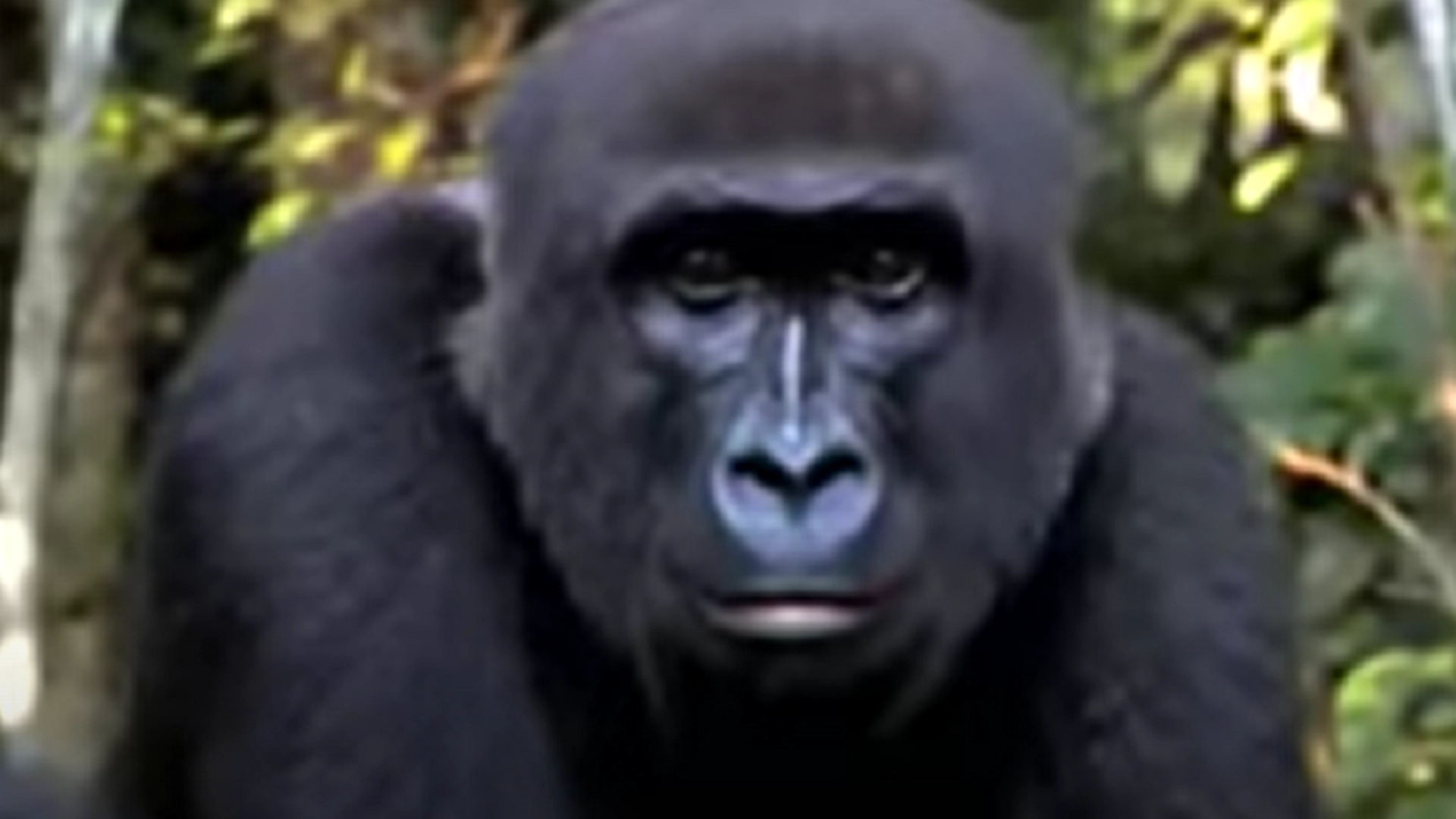 Nesten alle advarte ham om gorillaen han oppdrettet: Se hva som skjer når de møtes igjen 5 år senere
