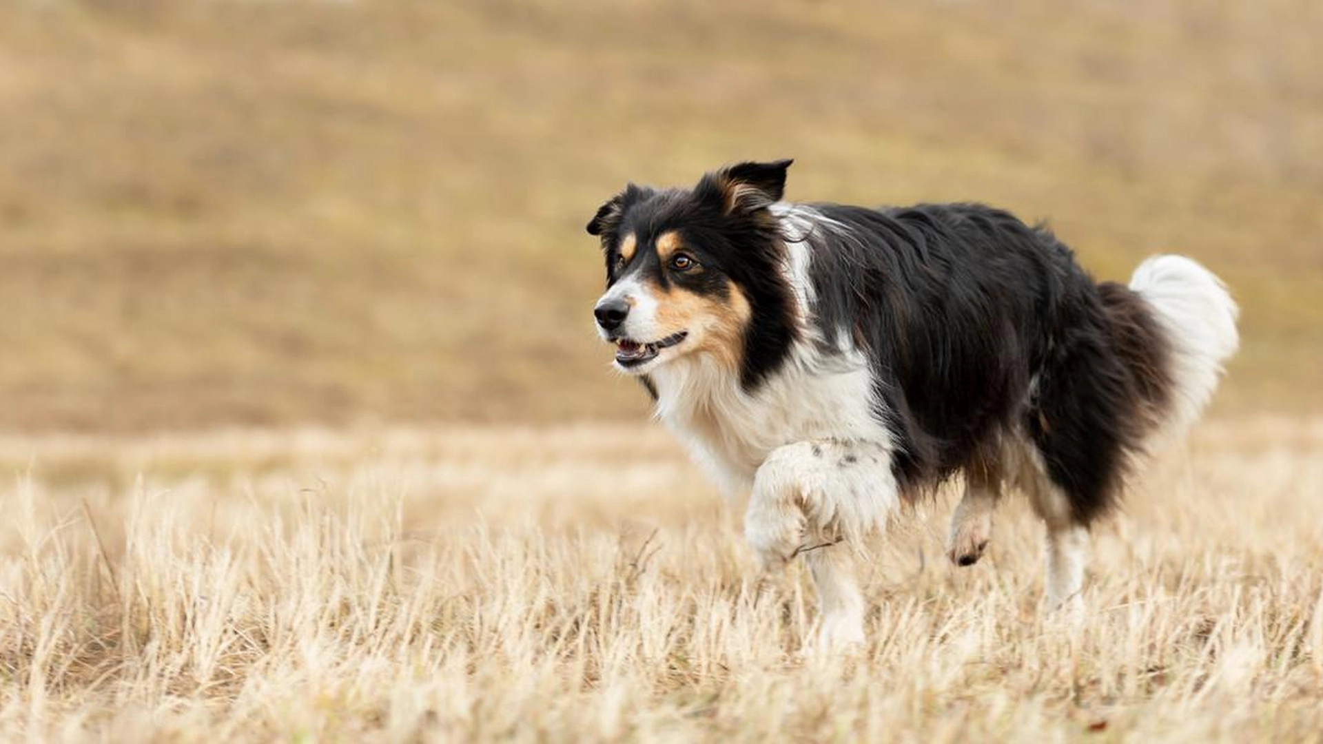 Hundetrener deler overraskende avsløring: Han vil aldri eie disse tre hunderasene