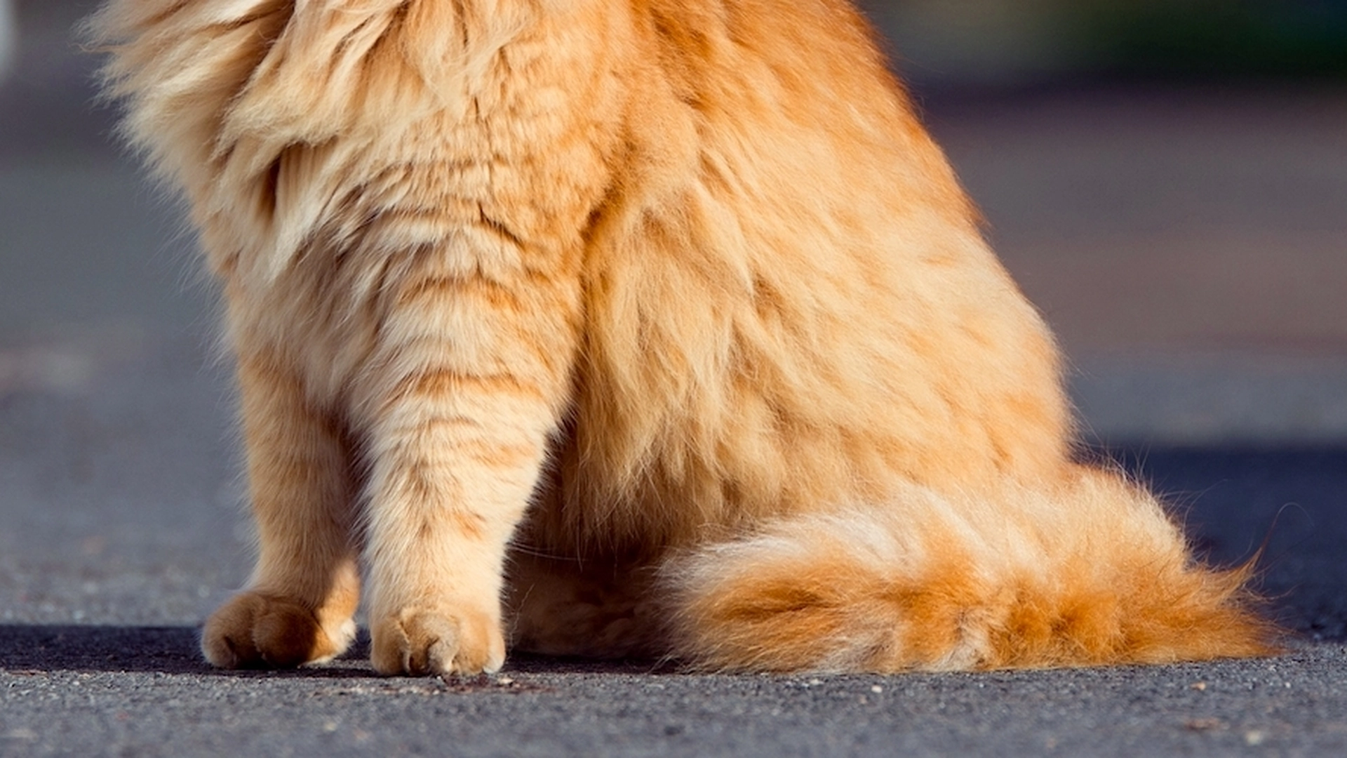 Katt gikk 20 kilometer for å komme hjem igjen – familien kjørte den rett til dyrelegen