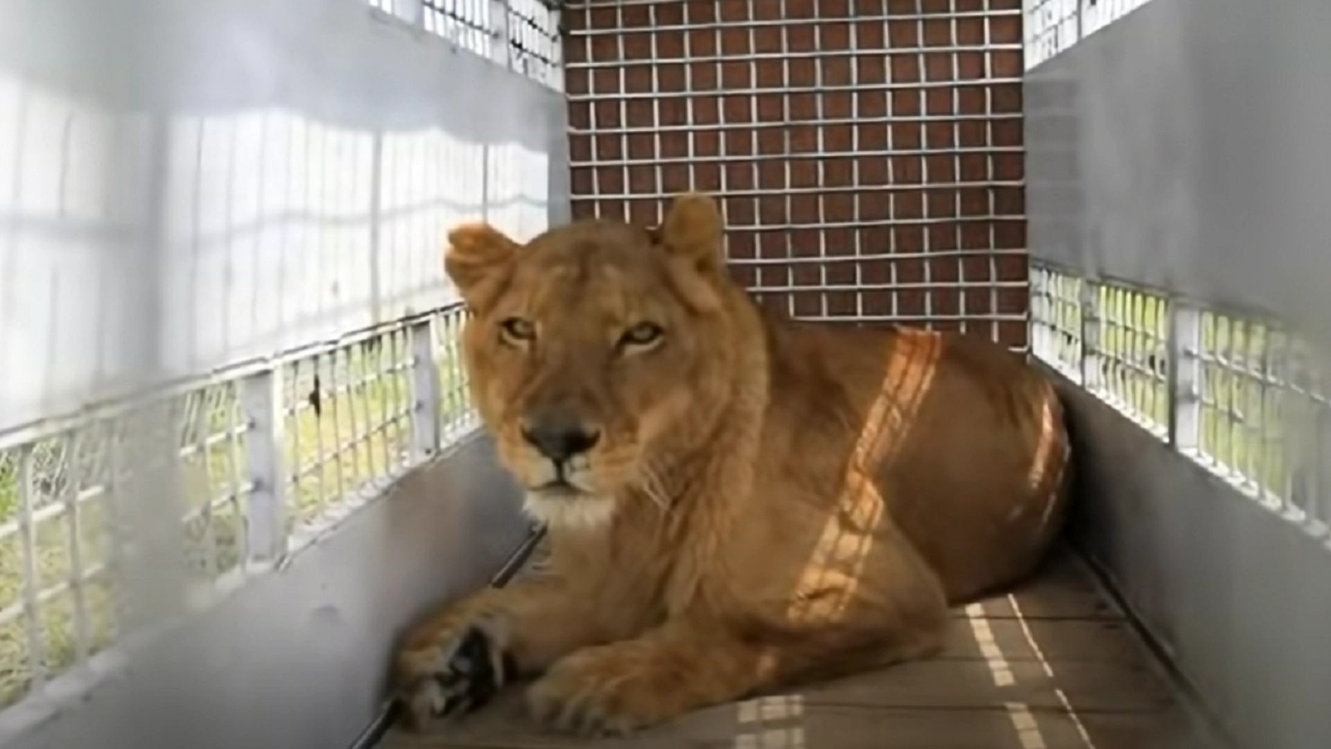 2 sirkusløver var innesperret i 8 lange år – så se reaksjonen når de endelig slippes ut