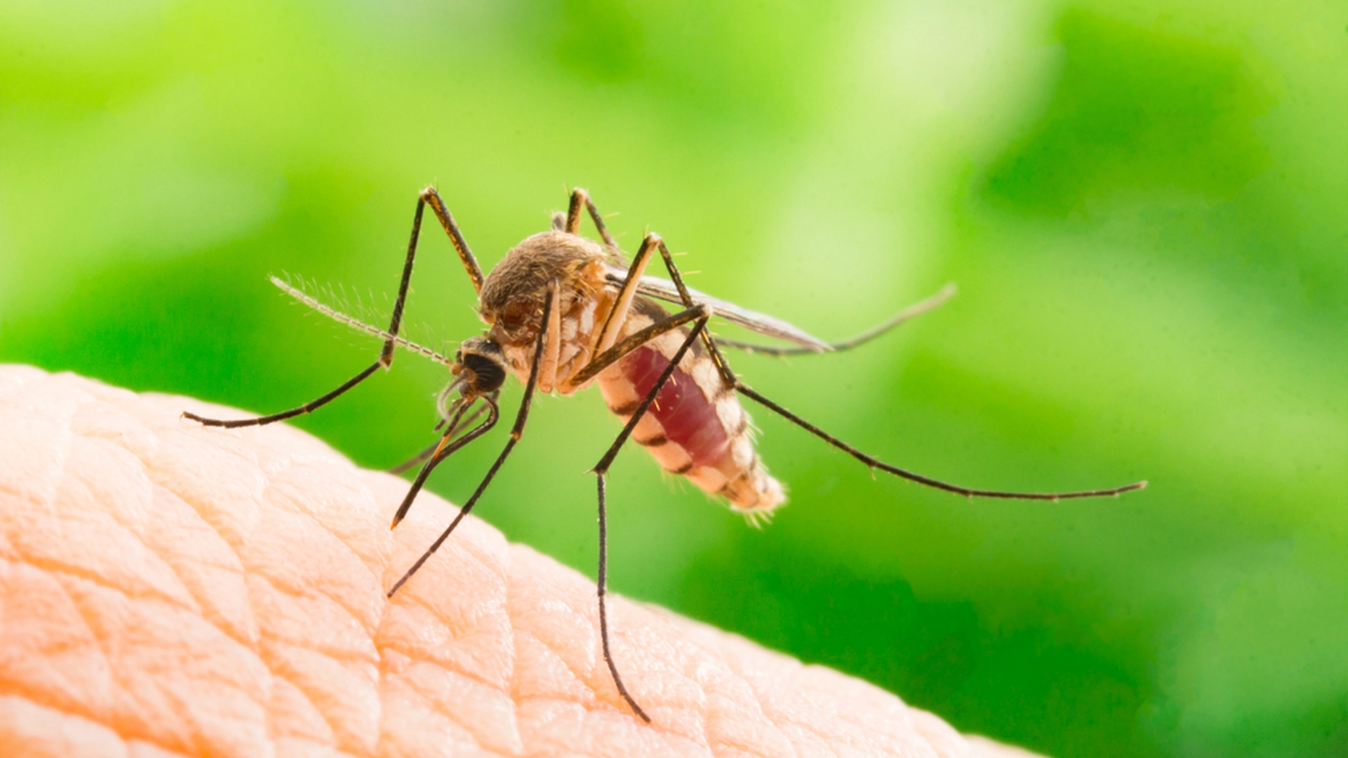 Oppdag det hemmelige våpenet for å holde insekter unna grillfesten din