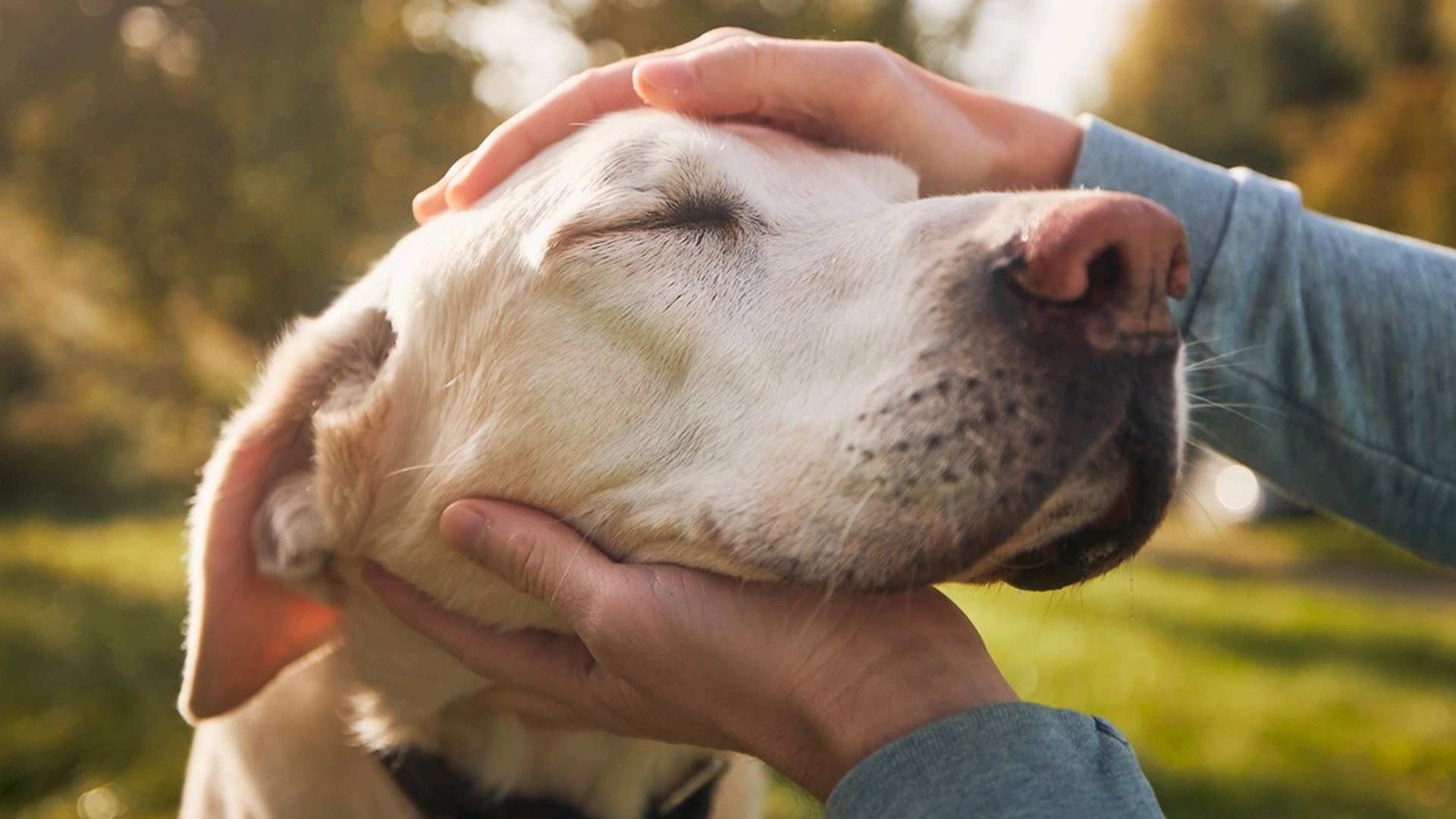 Rørende video: Hund besøker sin «bestemor» med Alzheimers på et sykehjem