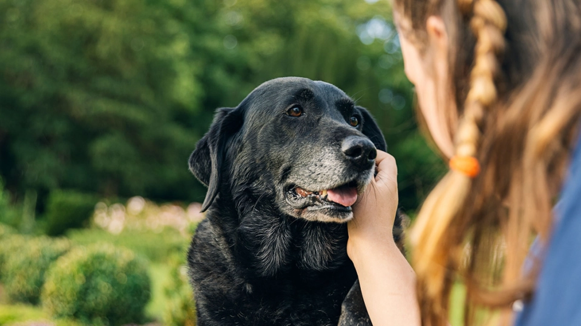 Kvinnen lærer naboen en lekse når de etterlater hunden sin for en ny valp
