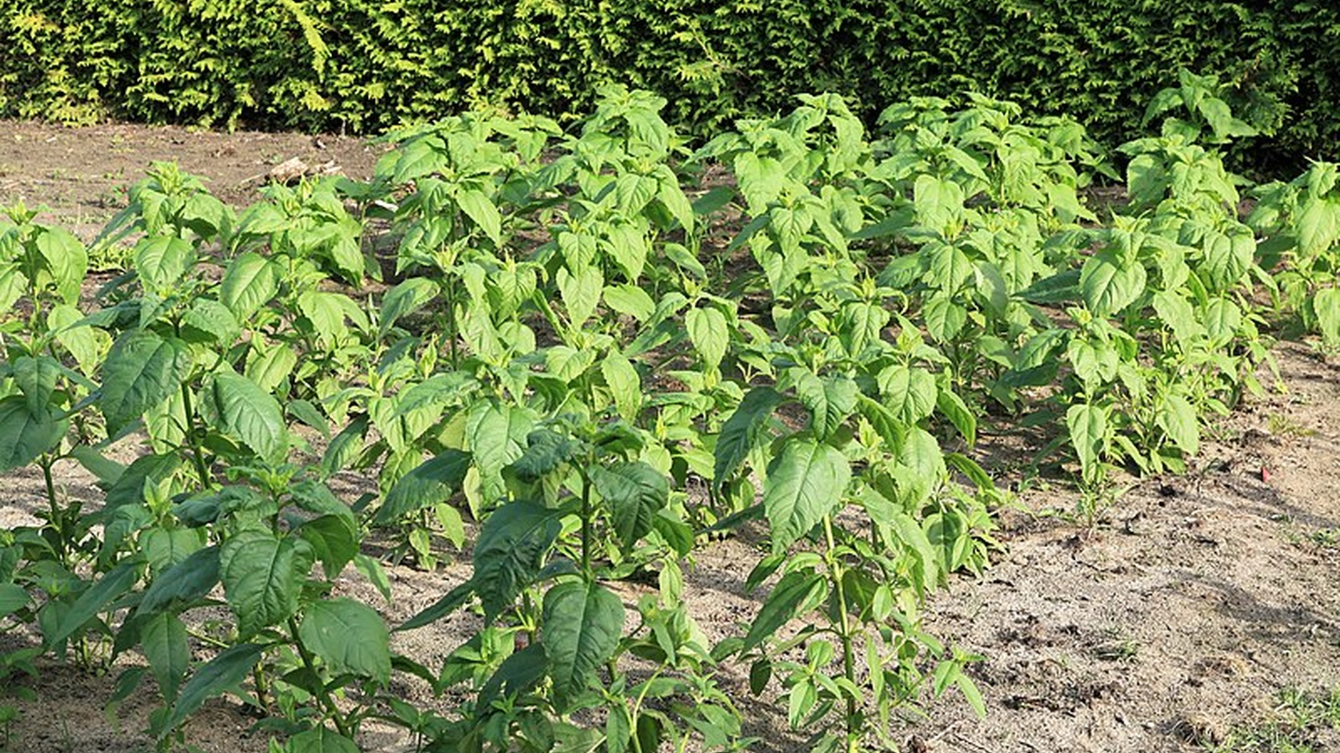 Disse plantene trenger bare å plantes én gang, men kan høstes om og om igjen